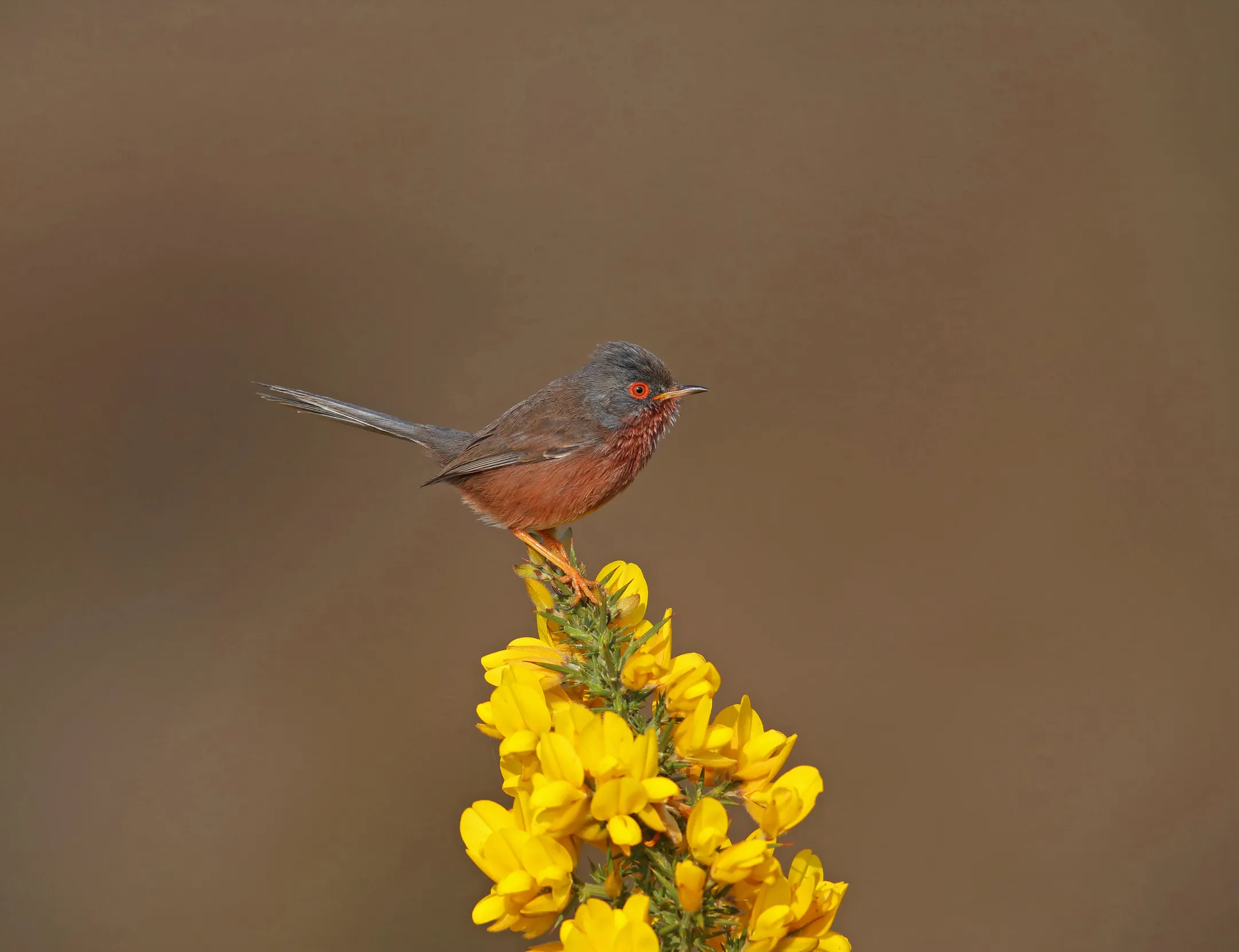 Lone Dartford Warbler, perched on a stem of yellow gorse
